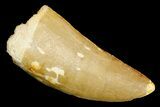 Serrated, Carcharodontosaurus Tooth - Real Dinosaur Tooth #181064-1